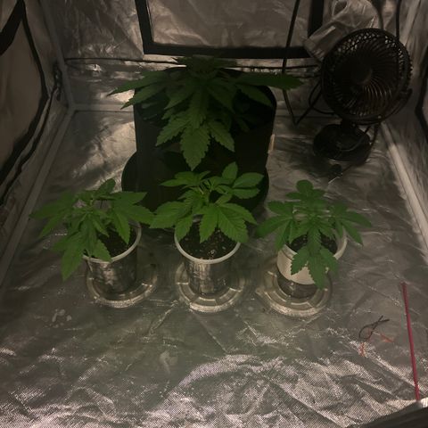 Bubba Whip x Brunch F1 growlog timeline photo
