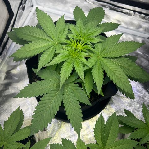 Bubba Whip x  Brunch F1 growlog timeline photo