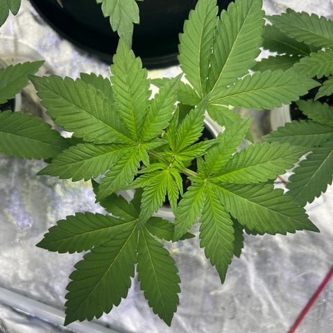Bubba Whip x Brunch F1 growlog timeline photo