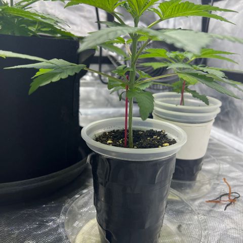 Bubba Whip x Brunch F1 growlog timeline photo