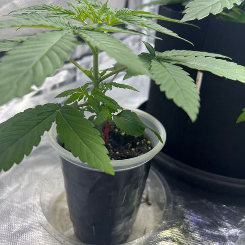 Bubba Whip x Brunch F1 growlog timeline photo