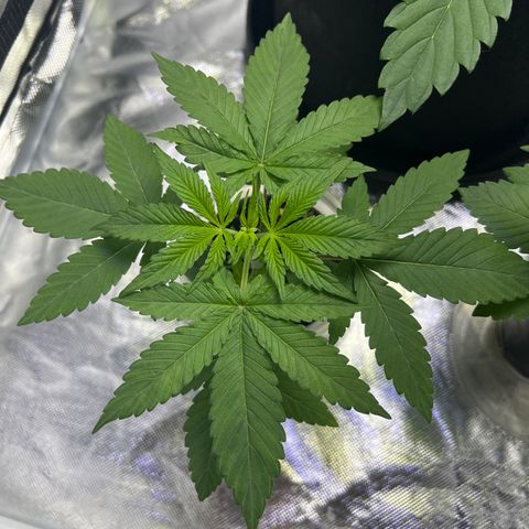 Bubba Whip x Brunch F1 growlog timeline photo