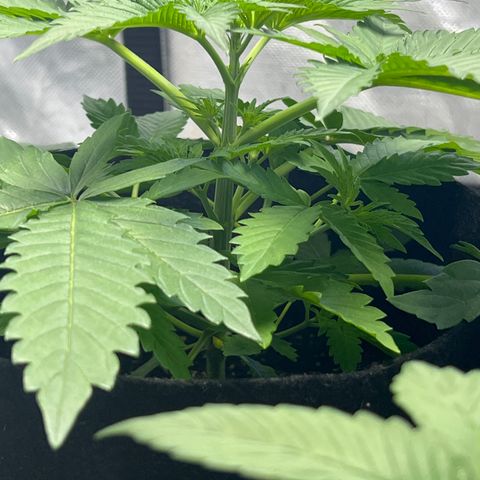 Bubba Whip x  Brunch F1 growlog timeline photo