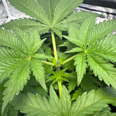 Bubba Whip x  Brunch F1 growlog photo: Topped her today 