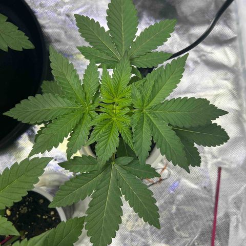 Bubba Whip x Brunch F1 growlog timeline photo