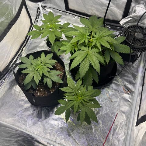 Bubba Whip x Brunch F1 growlog timeline photo