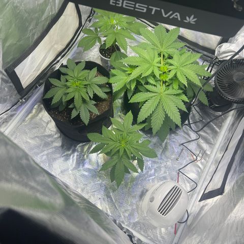 Bubba Whip x Brunch F1 growlog photo: Added dehumidifier this evening 