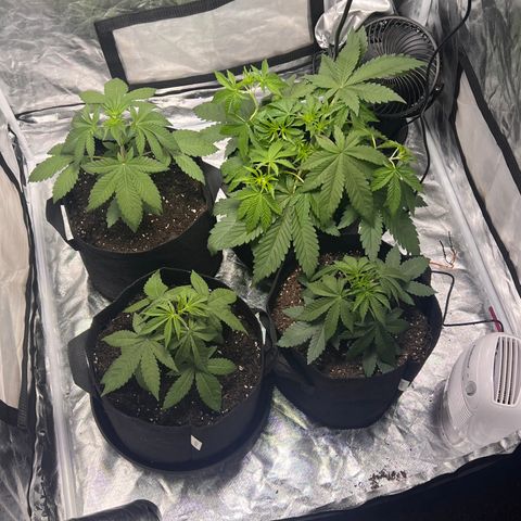 Bubba Whip x Brunch F1 growlog timeline photo