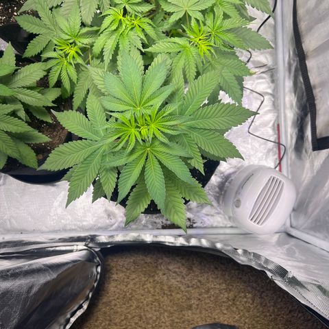 Bubba Whip x Brunch F1 growlog timeline photo