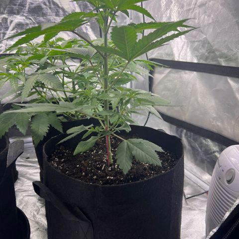 Bubba Whip x Brunch F1 growlog timeline photo