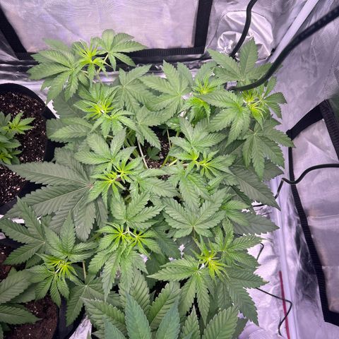 Bubba Whip x  Brunch F1 growlog timeline photo