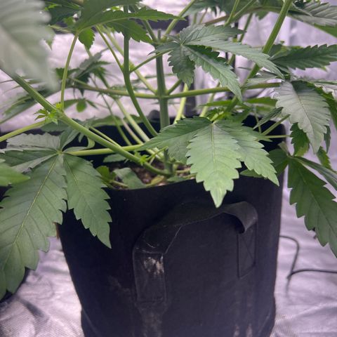 Bubba Whip x  Brunch F1 growlog timeline photo