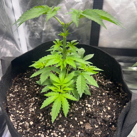 Bubba Whip x Brunch F1 growlog timeline photo
