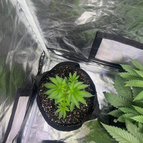 Bubba Whip x Brunch F1 growlog timeline photo