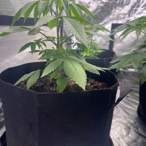 Bubba Whip x Brunch F1 growlog timeline photo
