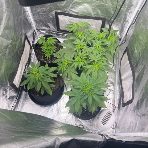 Bubba Whip x Brunch F1 growlog timeline photo