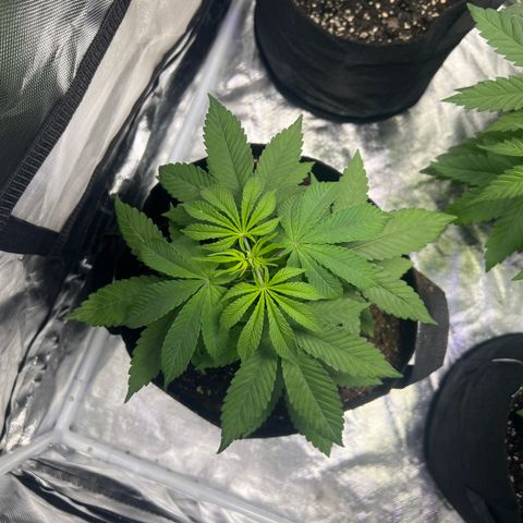 Bubba Whip x Brunch F1 growlog timeline photo