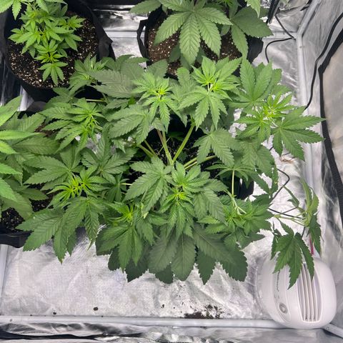 Bubba Whip x  Brunch F1 growlog timeline photo
