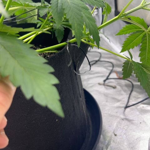 Bubba Whip x  Brunch F1 growlog timeline photo