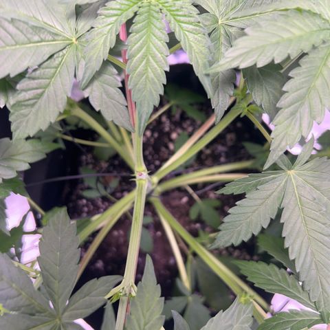 Bubba Whip x  Brunch F1 growlog timeline photo