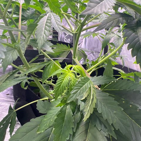 Bubba Whip x  Brunch F1 growlog timeline photo