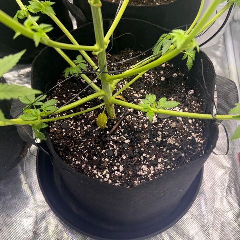 Bubba Whip x  Brunch F1 growlog timeline photo