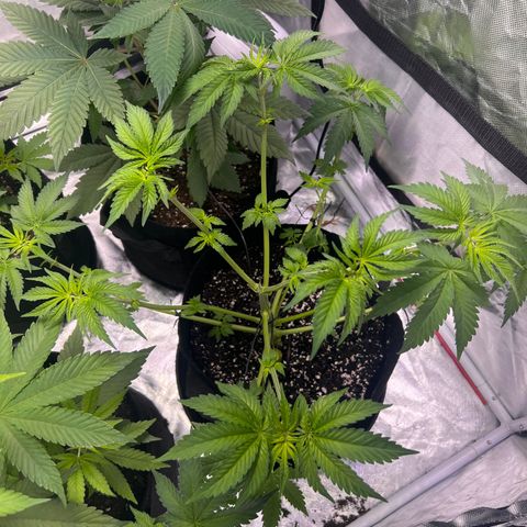 Bubba Whip x  Brunch F1 growlog timeline photo