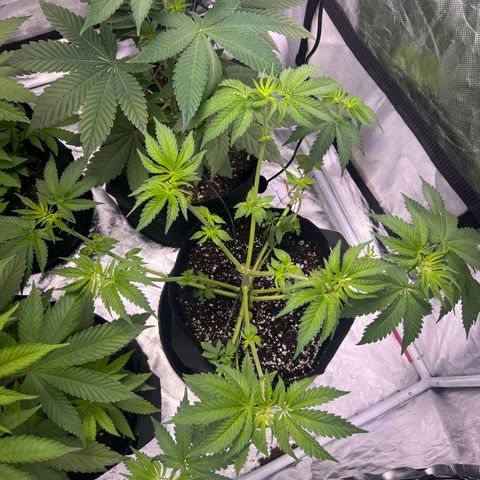 Bubba Whip x  Brunch F1 growlog timeline photo
