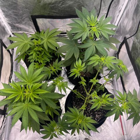 Bubba Whip x  Brunch F1 growlog timeline photo