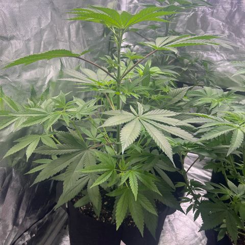 Bubba Whip x Brunch F1 growlog timeline photo