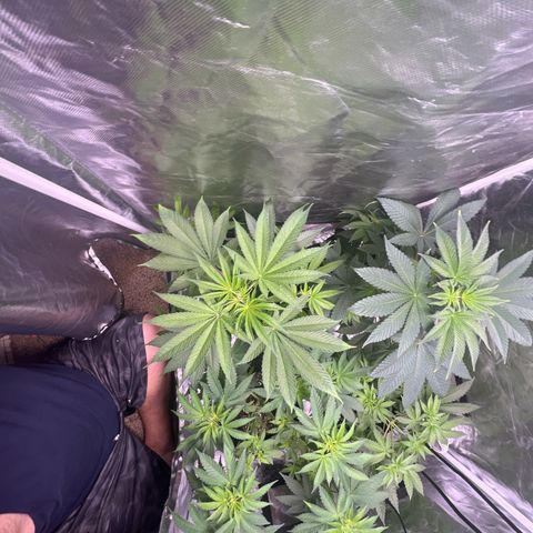 Bubba Whip x Brunch F1 growlog timeline photo