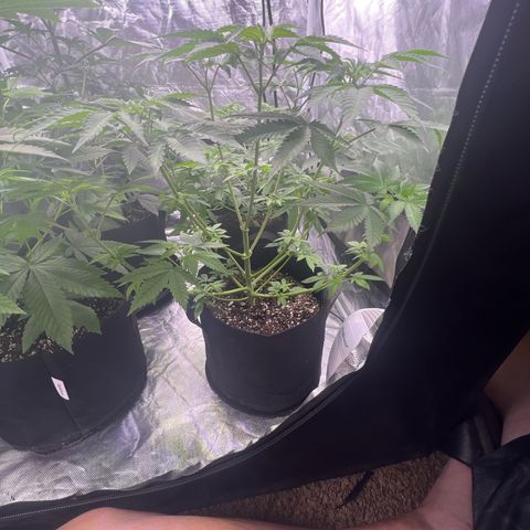 Bubba Whip x  Brunch F1 growlog timeline photo