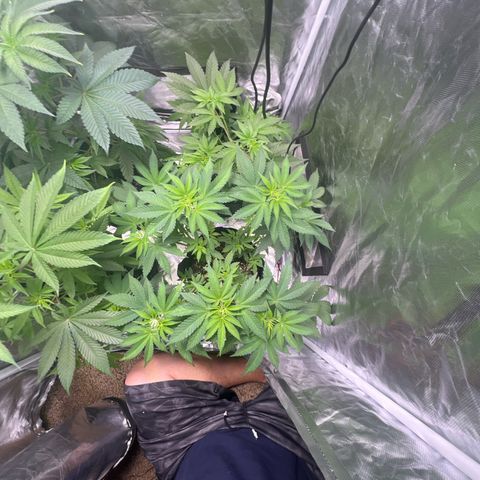 Bubba Whip x  Brunch F1 growlog timeline photo