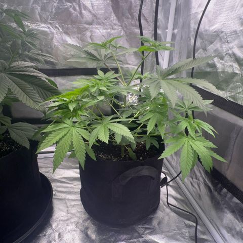Bubba Whip x Brunch F1 growlog timeline photo