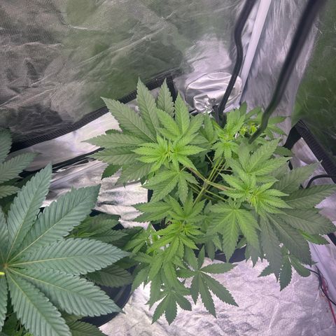 Bubba Whip x Brunch F1 growlog timeline photo