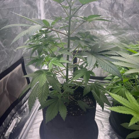 Bubba Whip x Brunch F1 growlog timeline photo