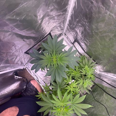 Bubba Whip x Brunch F1 growlog timeline photo