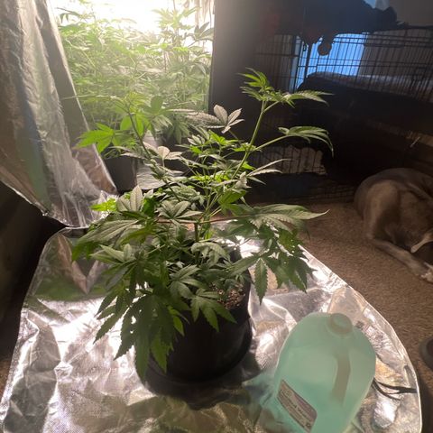 Bubba Whip x Brunch F1 growlog timeline photo