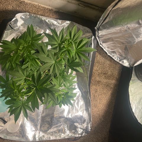 Bubba Whip x Brunch F1 growlog timeline photo