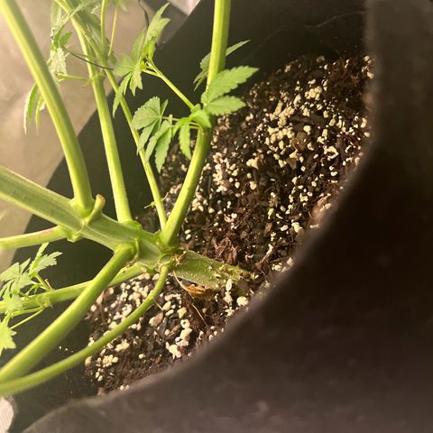 Bubba Whip x  Brunch F1 growlog timeline photo