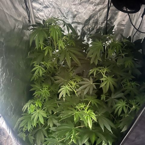 Bubba Whip x  Brunch F1 growlog timeline photo