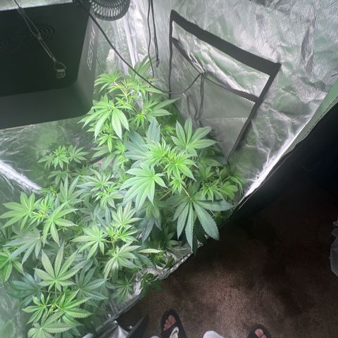 Bubba Whip x Brunch F1 growlog timeline photo