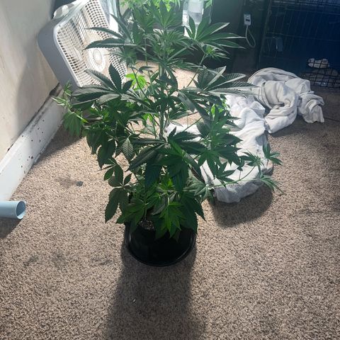Bubba Whip x Brunch F1 growlog timeline photo