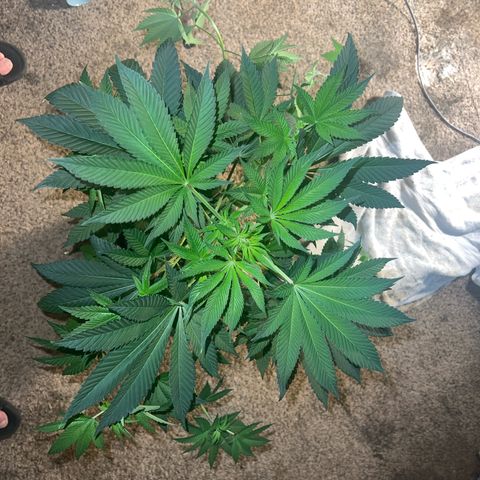 Bubba Whip x Brunch F1 growlog timeline photo