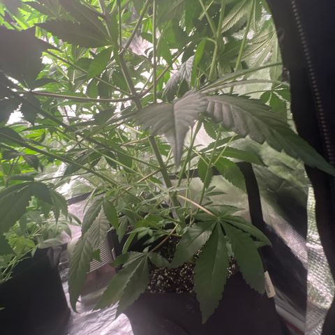 Bubba Whip x Brunch F1 growlog timeline photo