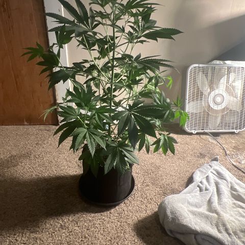 Bubba Whip x Brunch F1 growlog timeline photo
