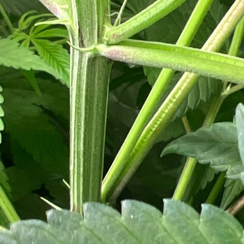 Bubba Whip x Brunch F1 growlog timeline photo