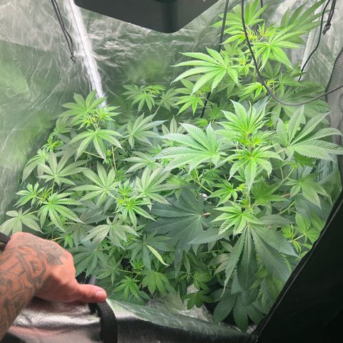 Bubba Whip x Brunch F1 growlog timeline photo