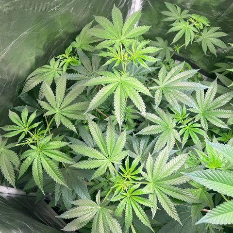Bubba Whip x  Brunch F1 growlog timeline photo