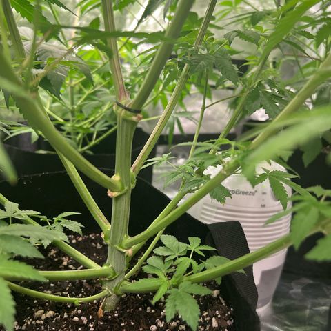 Bubba Whip x  Brunch F1 growlog timeline photo